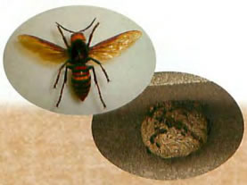 スズメバチと巣の写真