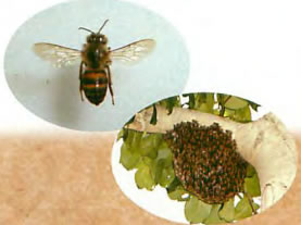 ミツバチと巣の写真
