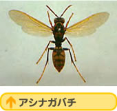 アシナガバチ