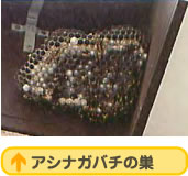 アシナガバチの巣