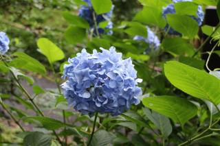 区の木「アジサイ」