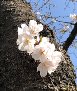 Flores de cereja (tronco)