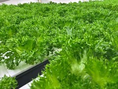 相鉄グリーンラボで育てている野菜の写真