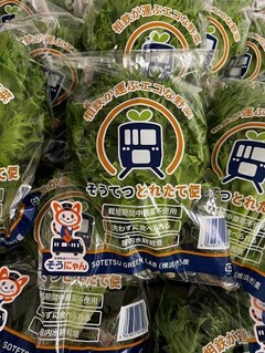 販売されている相鉄グリーンラボの野菜