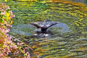 和泉川で鴨の水遊び