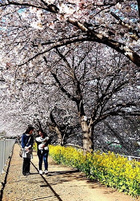 「幸せの桜道」