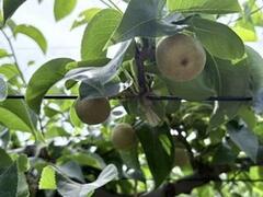 桑原果樹・洋蘭園で栽培中の梨の写真
