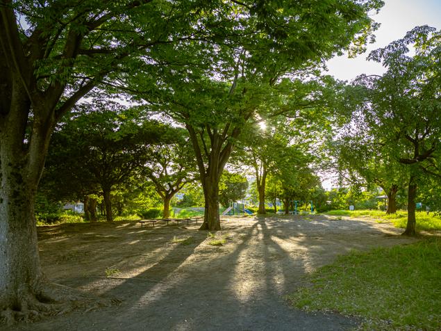 入江町公園　緑地