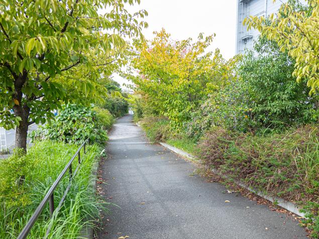 貨物船の森緑道の風景　アスファルトの歩道