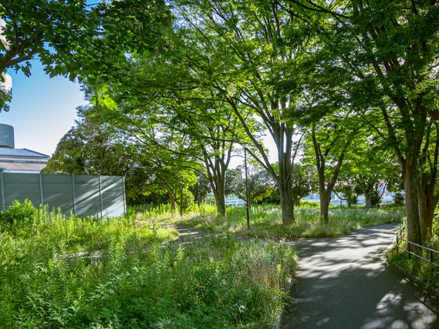子安台公園　緑地