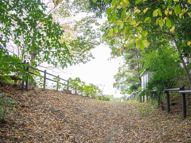 三ツ沢みずき緑地　園路