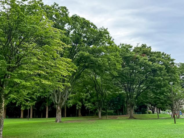 沢渡中央公園　緑地