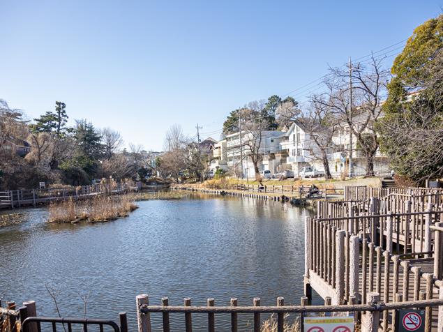 白幡池公園　池全景