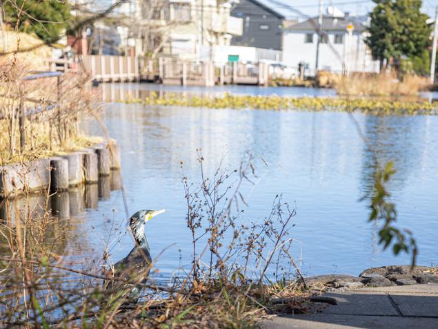 白幡池公園　池とカワウ