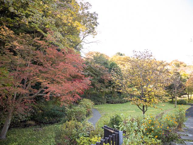 菅田いでど公園　緑地・秋