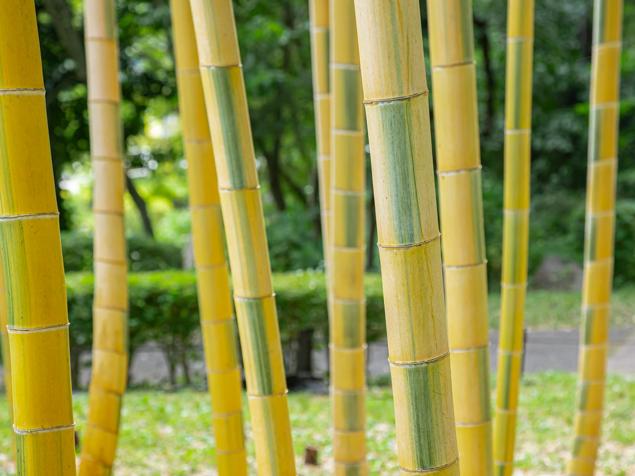 菅田いでど公園　キンメイチク