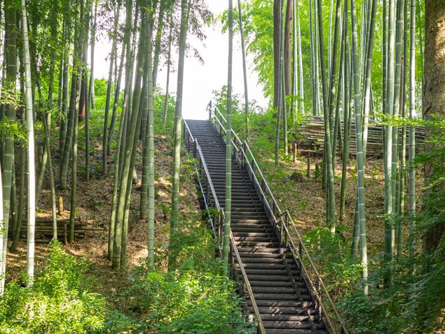 菅田いでど公園　緑地・夏