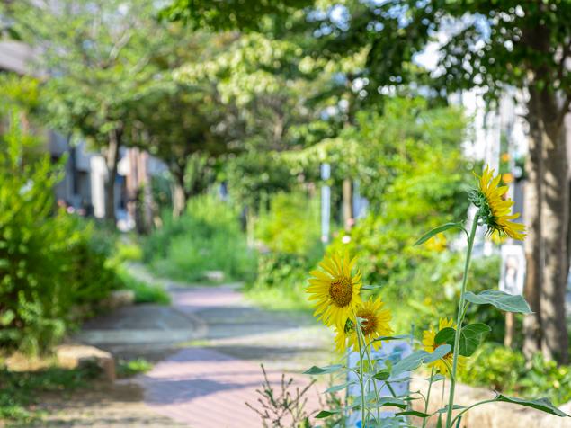 滝の川せせらぎ緑道　ひまわりと緑道