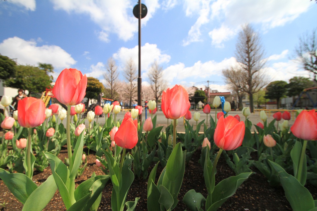 Tulipa de parque de Okuchi