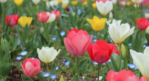 反町公園のチューリップの写真