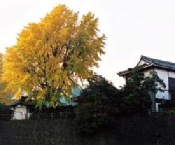 本覚寺の秋