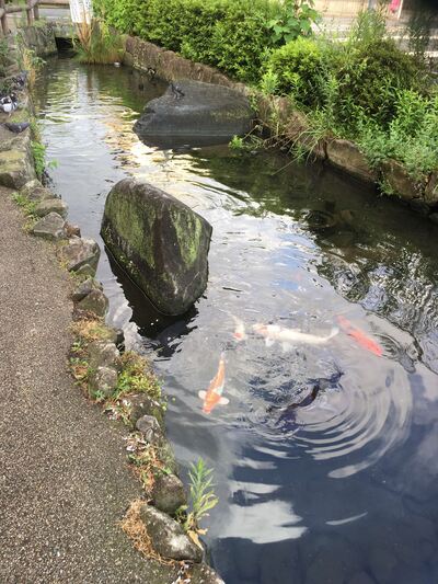 小中学生部門かめ太郎賞の写真