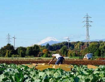 富士山とキャベツの収穫