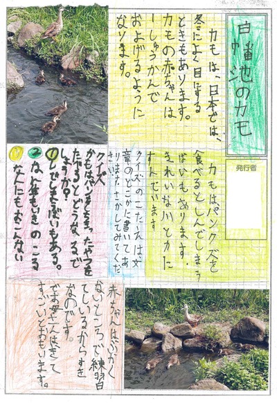 Uma tartaruga Taro Prêmio "pato da "Lagoa de Shirohata