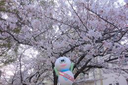 かめ太郎と桜の写真