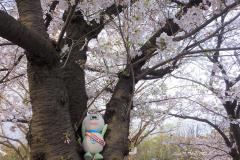かめ太郎と桜の写真
