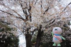 かめ太郎と桜の写真２