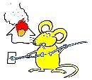 Chuột gặm dây điện
