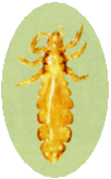 An adult rattle fir