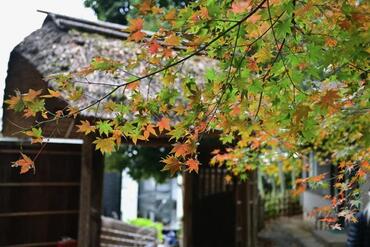 旧川合玉堂別邸紅葉写真