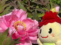 牡丹の花とぼたんちゃん