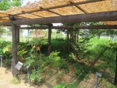 泥亀公園すだれ