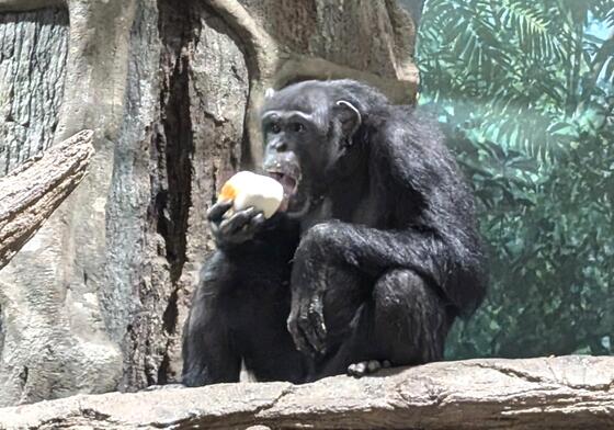 インドゾウ