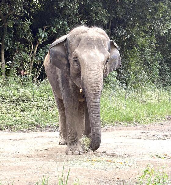 インドゾウ