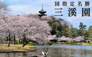 春の三溪園
