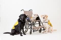 Photo of three service dogs