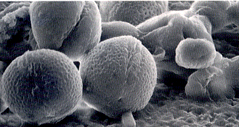 走査電子顕微鏡の微細の粒子の写真