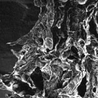 変色したさつまいもの電子顕微鏡写真の画像