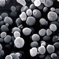 酵母の電子顕微鏡写真の画像