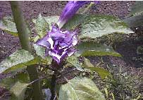 紫色のチョウセンアサガオ写真