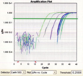 定量PCRの増幅曲線の画面