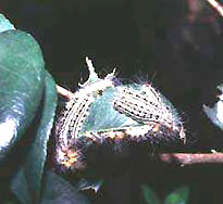 チャドクガの幼虫の写真