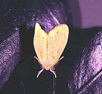 チャドクガの成虫の写真