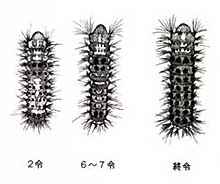 幼虫の毒針の画像