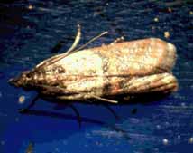 ノシメマダラメイガの成虫の写真