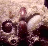 シバンムシ類の幼虫と成虫の写真